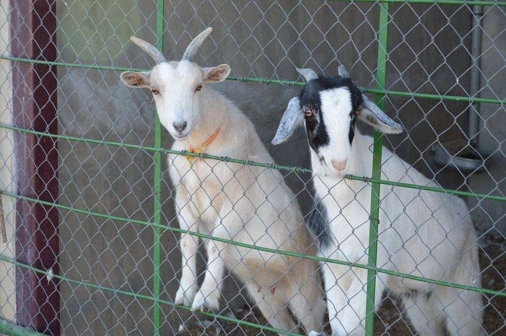Rural Reillo Alojamientos Rurales المظهر الخارجي الصورة